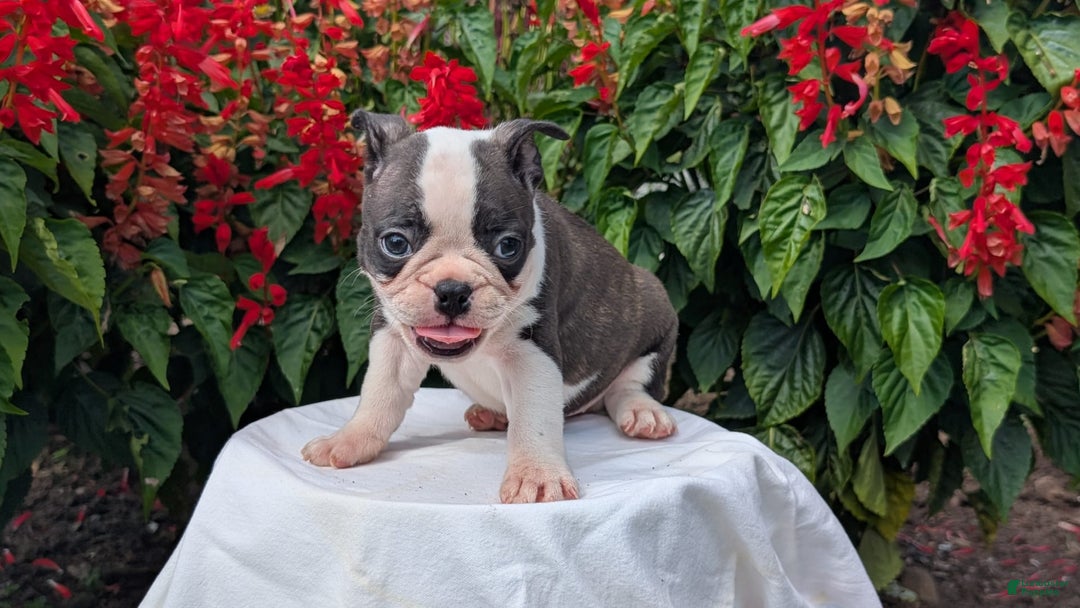 Frenchton dogs for sale: Nash - Image 6