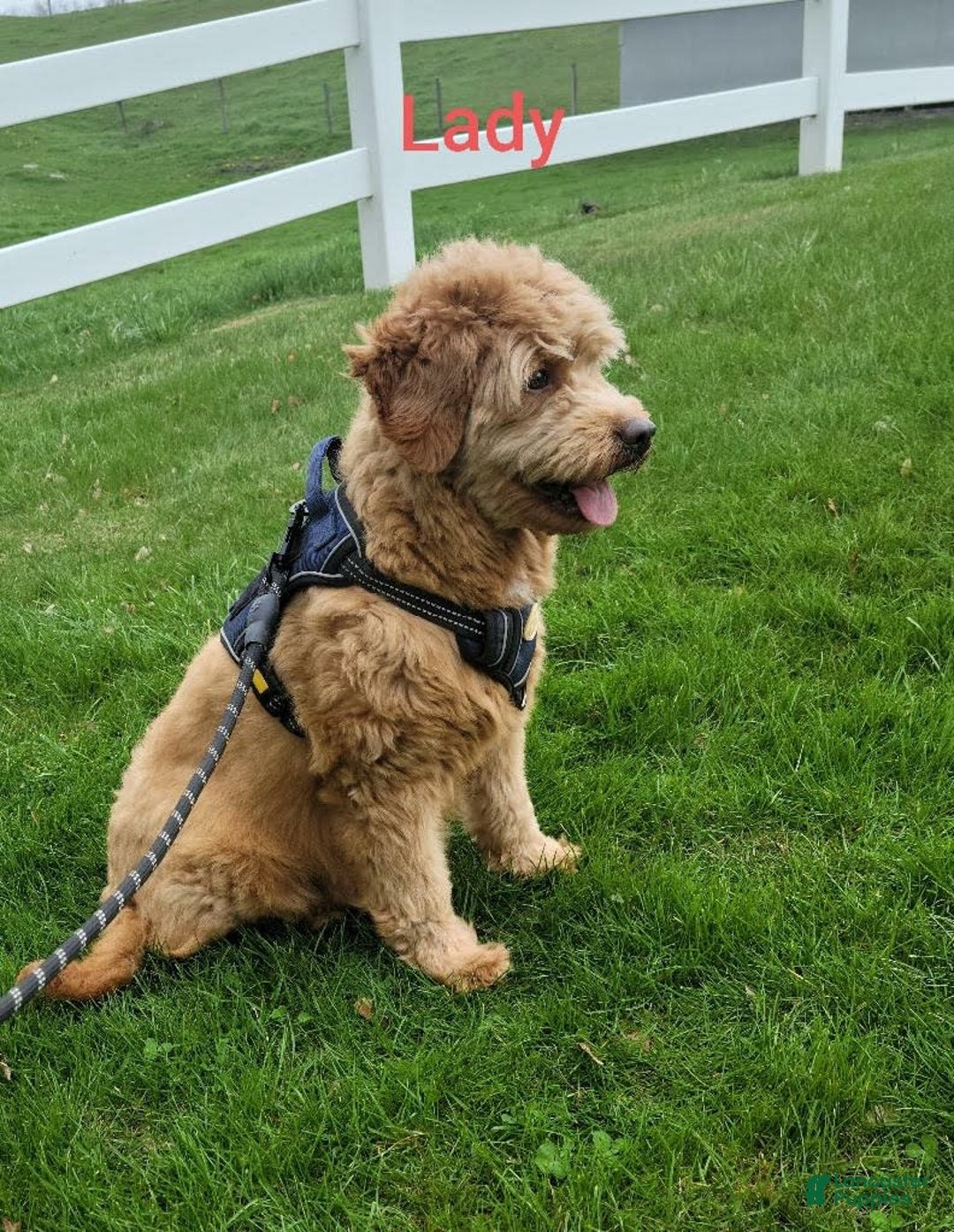 Mini Goldendoodle dogs for sale: Justin - Image 9