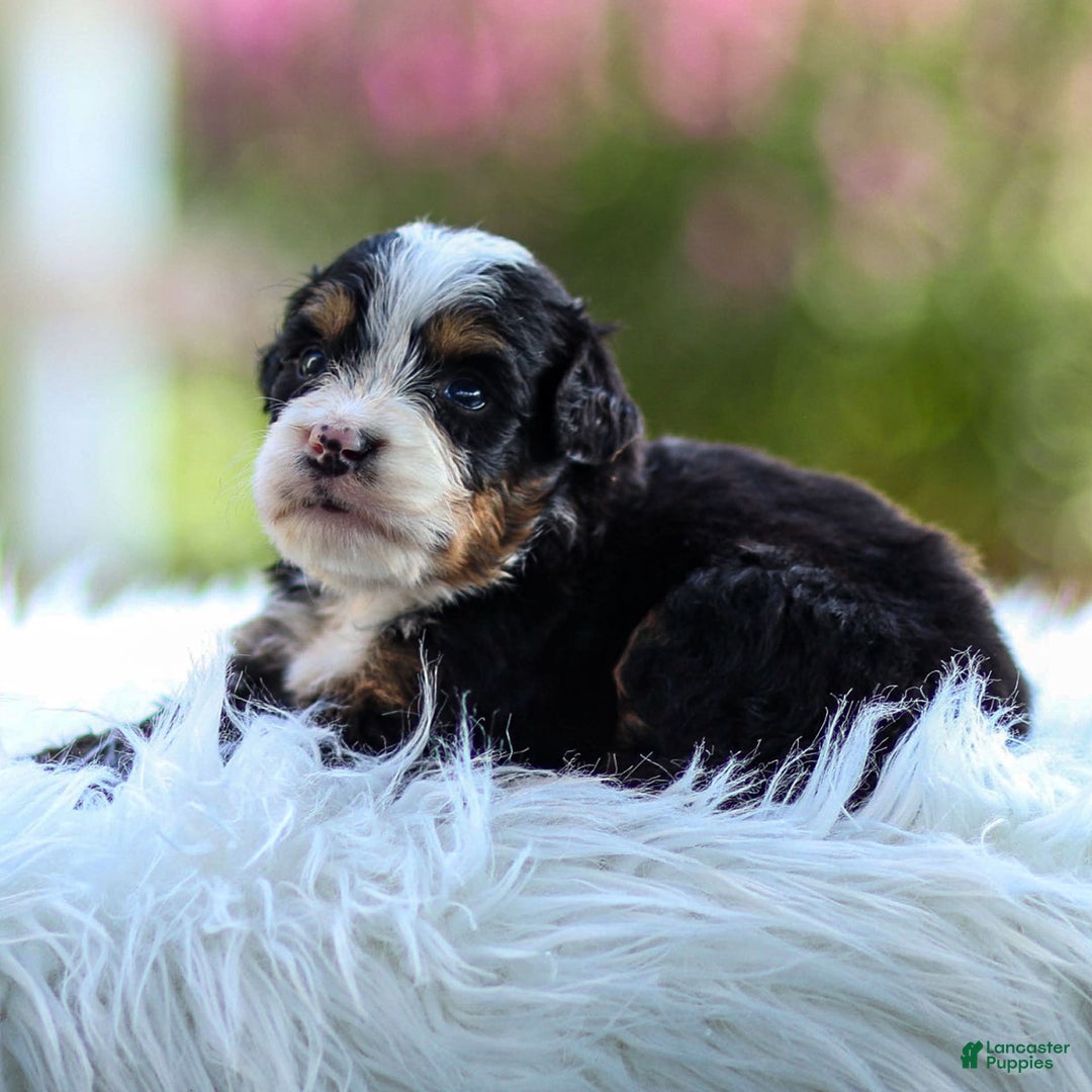 Mini Bernedoodle dogs for sale: Murphy - Image 9