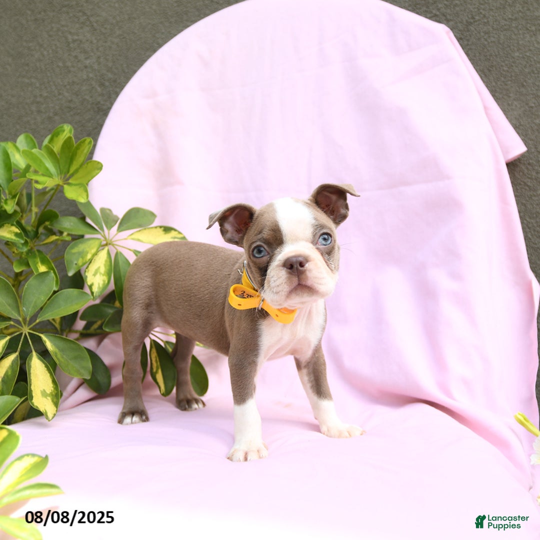 Boston Terrier dogs for sale: Verona - Image 1