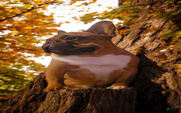French Bulldog dogs for sale: Raider - Image 24