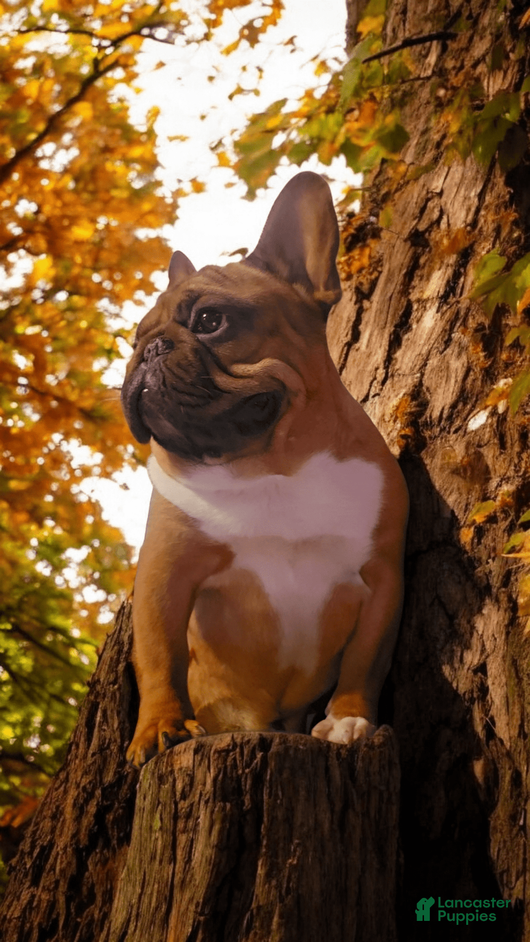 French Bulldog dogs for sale: Raider - Image 24