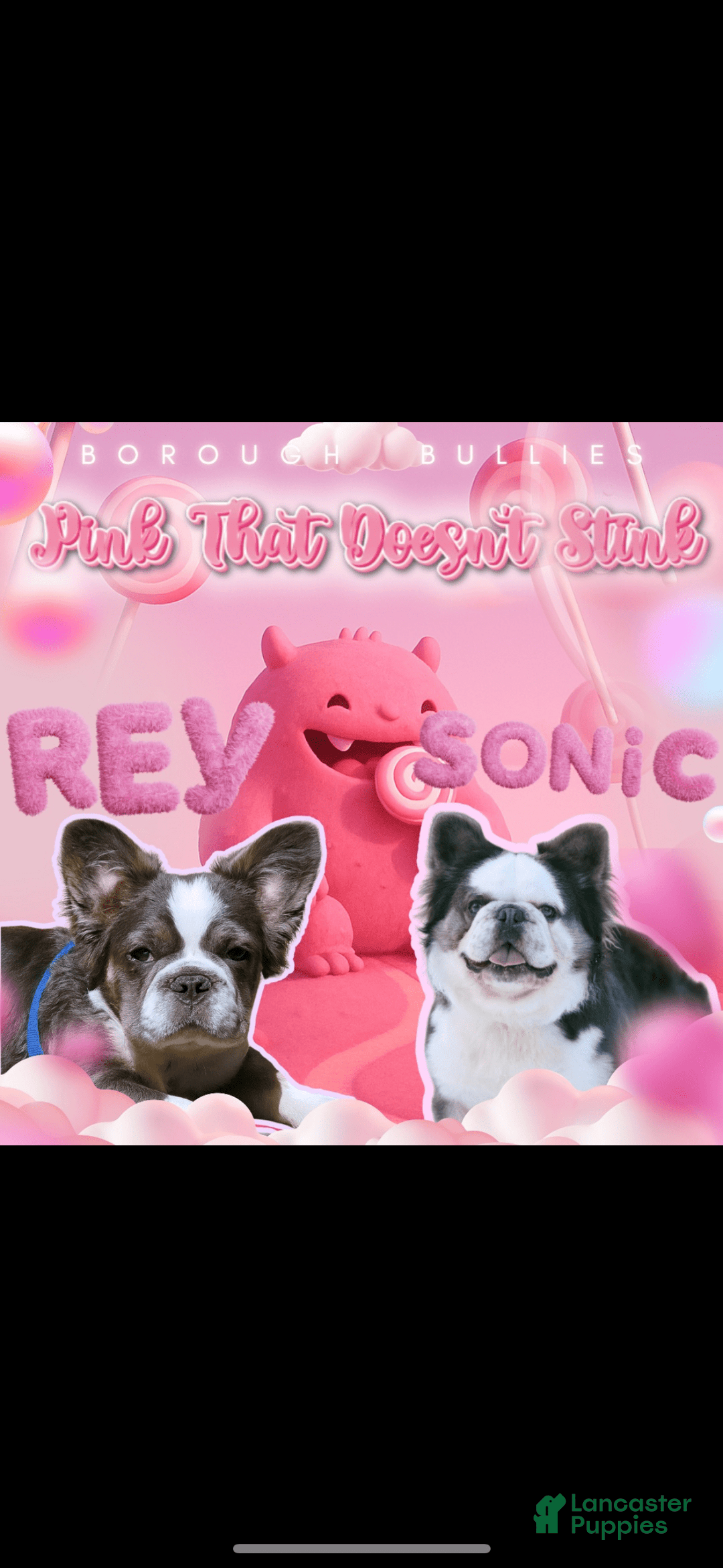 French Bulldog dogs for sale: Fluffy Panda Female 2 - Image 11