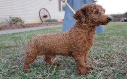 Miniature Poodle dogs for sale: Andre - Image 12