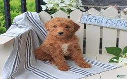 Miniature Poodle dogs for sale: Millie - Image 2