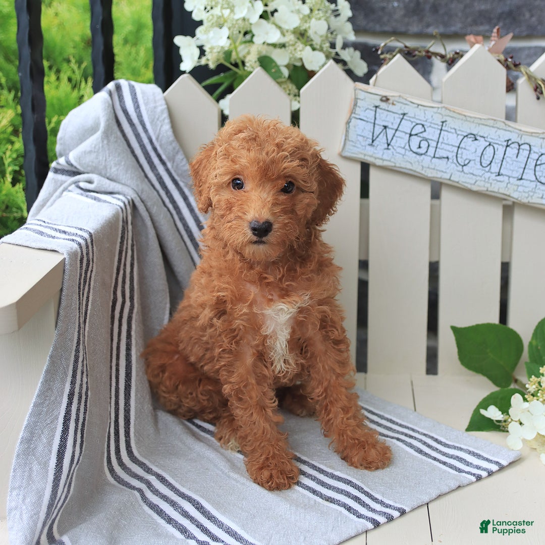 Miniature Poodle dogs for sale: Millie - Image 2