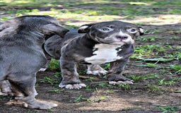 American Bully dogs for sale: American Bully 2 puppies - Image 6