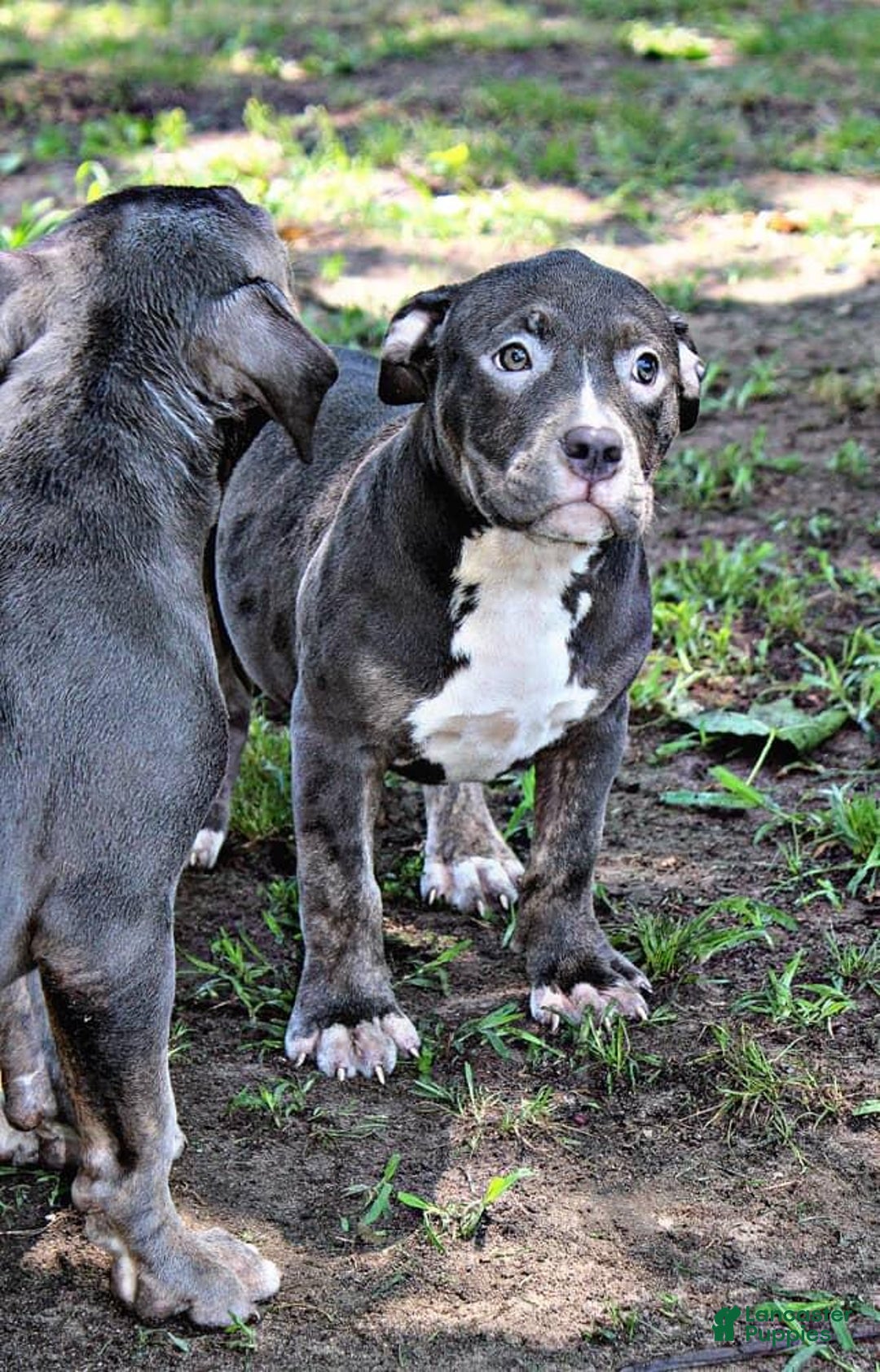 American Bully dogs for sale: American Bully 2 puppies - Image 6