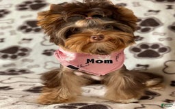 Yorkshire Terrier dogs for sale: Zelie - Image 2