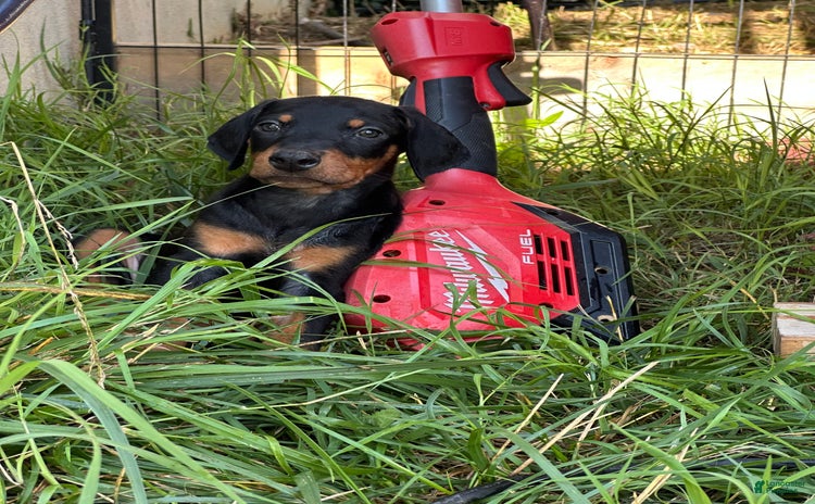Doberman Pinscher dogs for sale - Ad 3