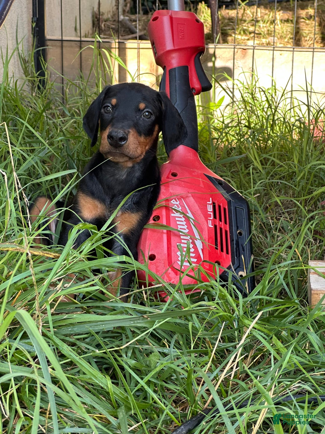 Doberman Pinscher dogs for sale: Milwaukee - Image 4