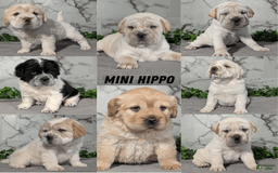 Mini Hippo dogs for sale: Casey - Image 8