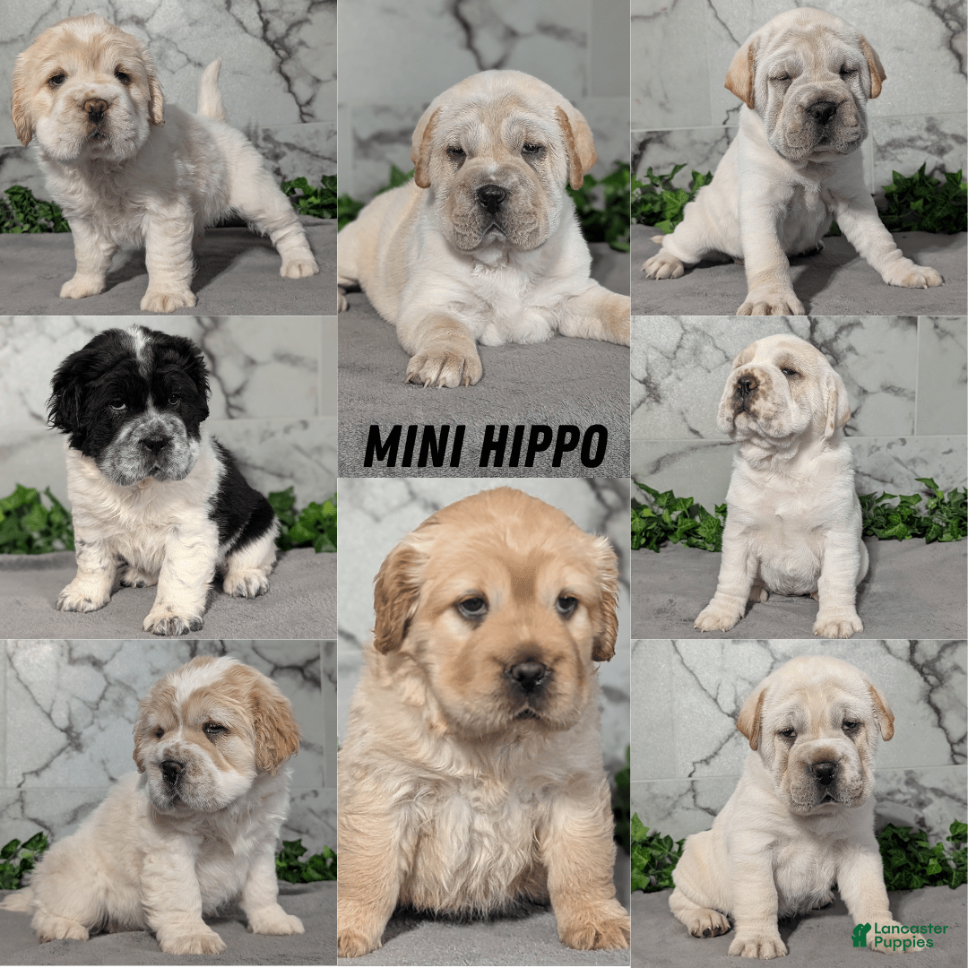 Mini Hippo dogs for sale: Casey - Image 8