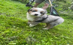Australian Shepherd dogs for sale: Charlie - Image 1