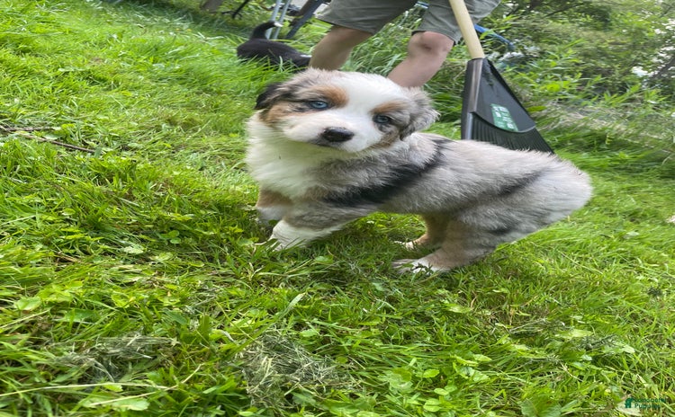 Australian Shepherd dogs for sale - Ad 3