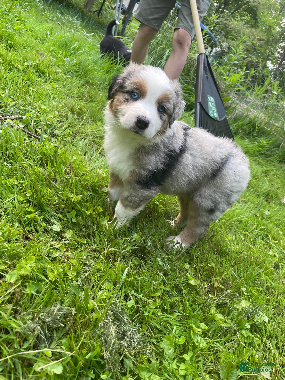 Australian Shepherd dogs for sale: Charlie - Image 1
