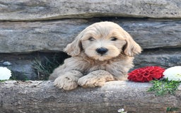 Mini Goldendoodle dogs for sale: Skye - Image 5