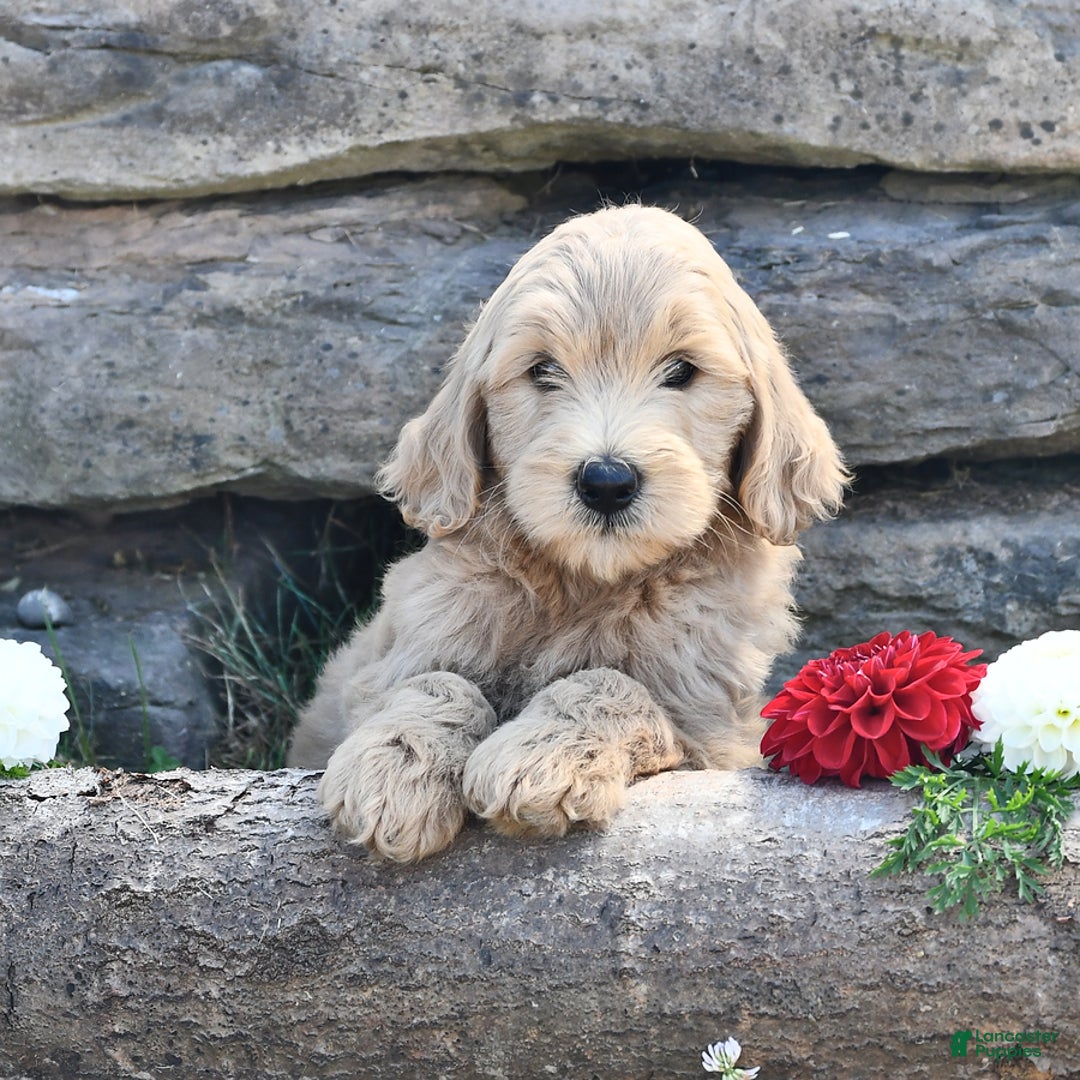 Mini Goldendoodle dogs for sale: Skye - Image 5