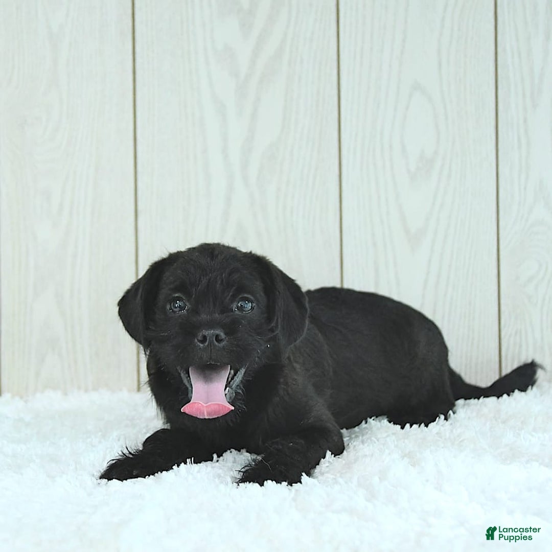 Miniature Poodle dogs for sale: Sarge - Image 7