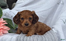 Miniature Dachshund dogs for sale: Teddy - Image 10