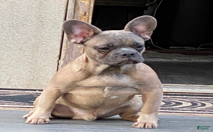 French Bulldog dogs for sale - Ad 1