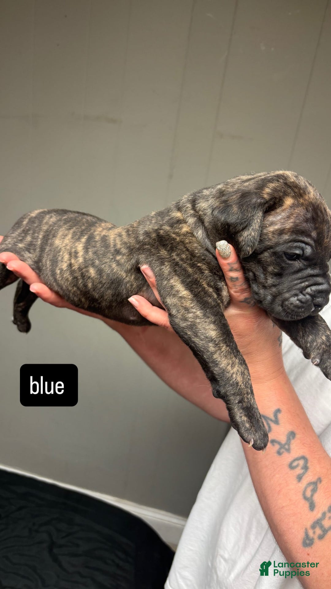 Cane Corso dogs for sale: Blue - Image 4