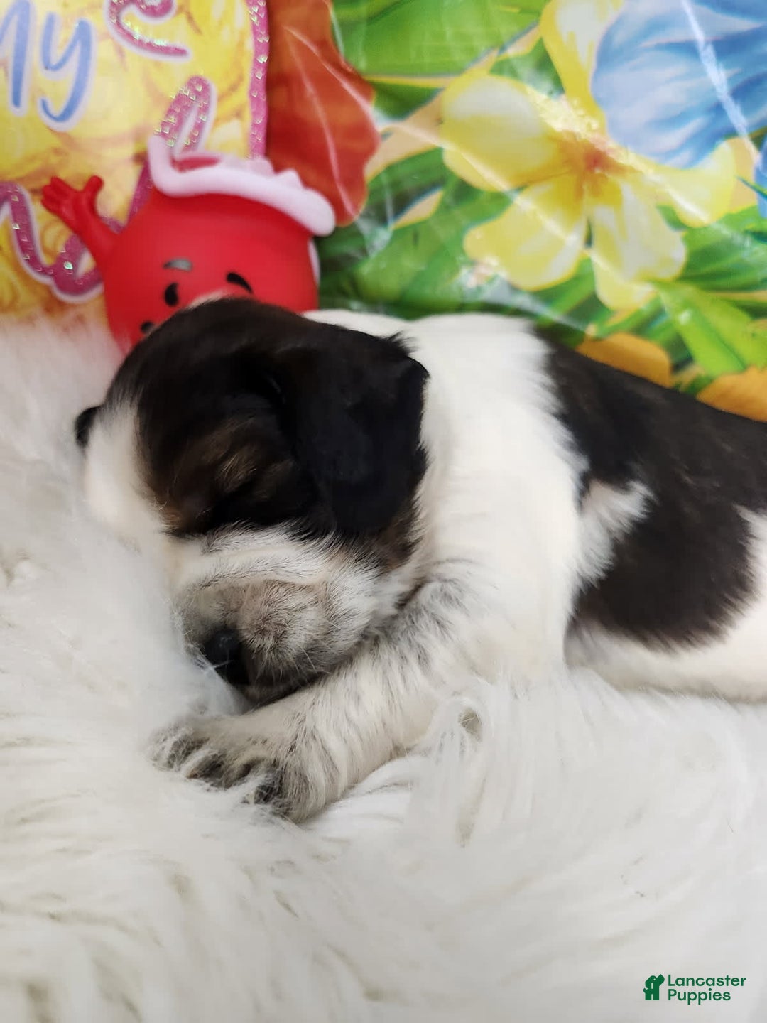 English Springer Spaniel dogs for sale: Milk - Image 1