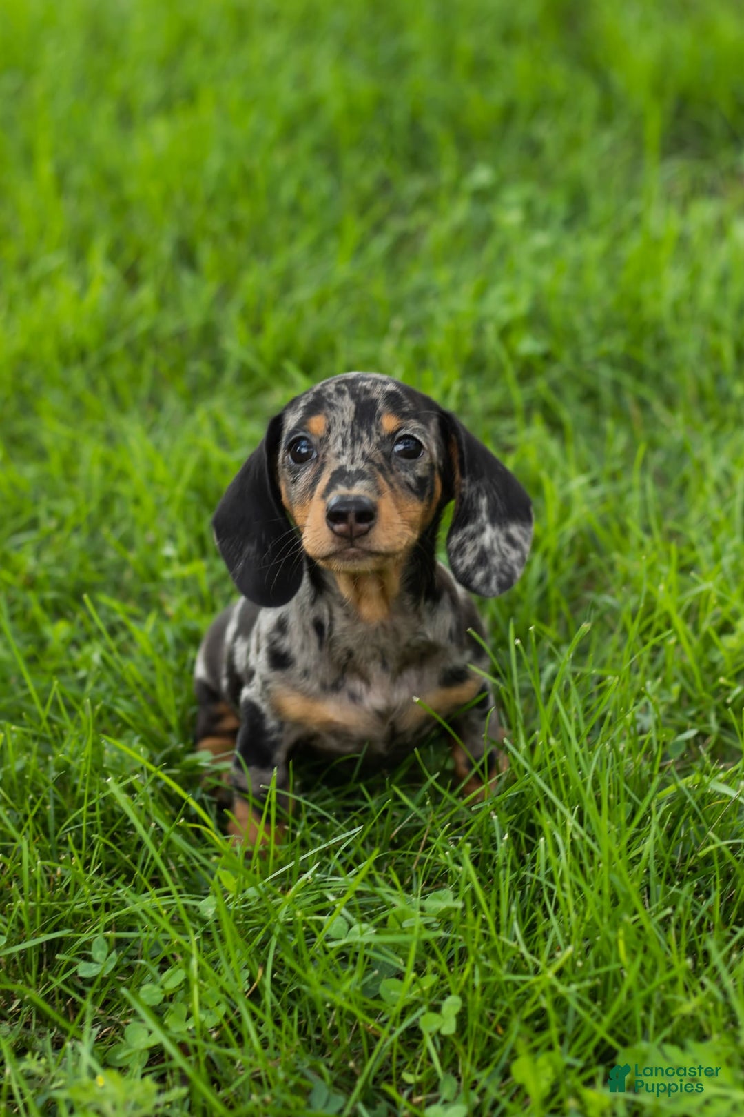 Miniature Dachshund dogs for sale: Macy - Image 6