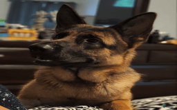 German Shepherd dogs for sale: Big Red - Image 3