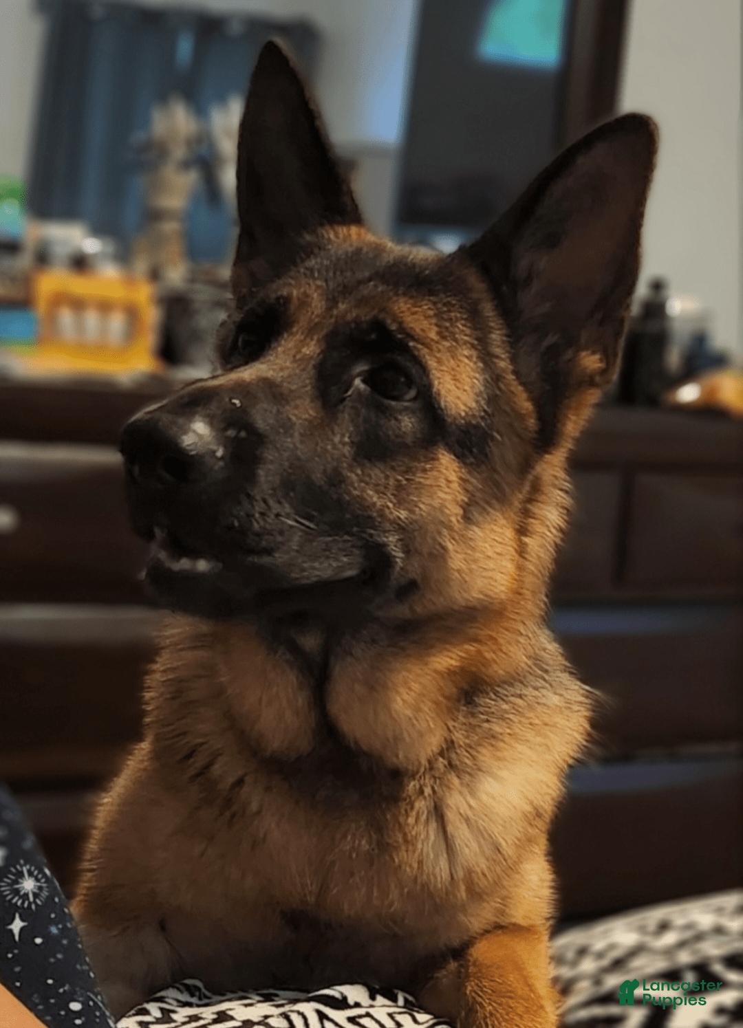 German Shepherd dogs for sale: Big Red - Image 3