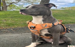 American Bully dogs for sale: Zeus - Image 2