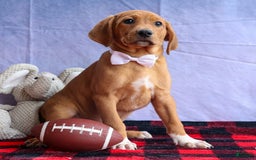 Beagle dogs for sale: Chief - Image 7