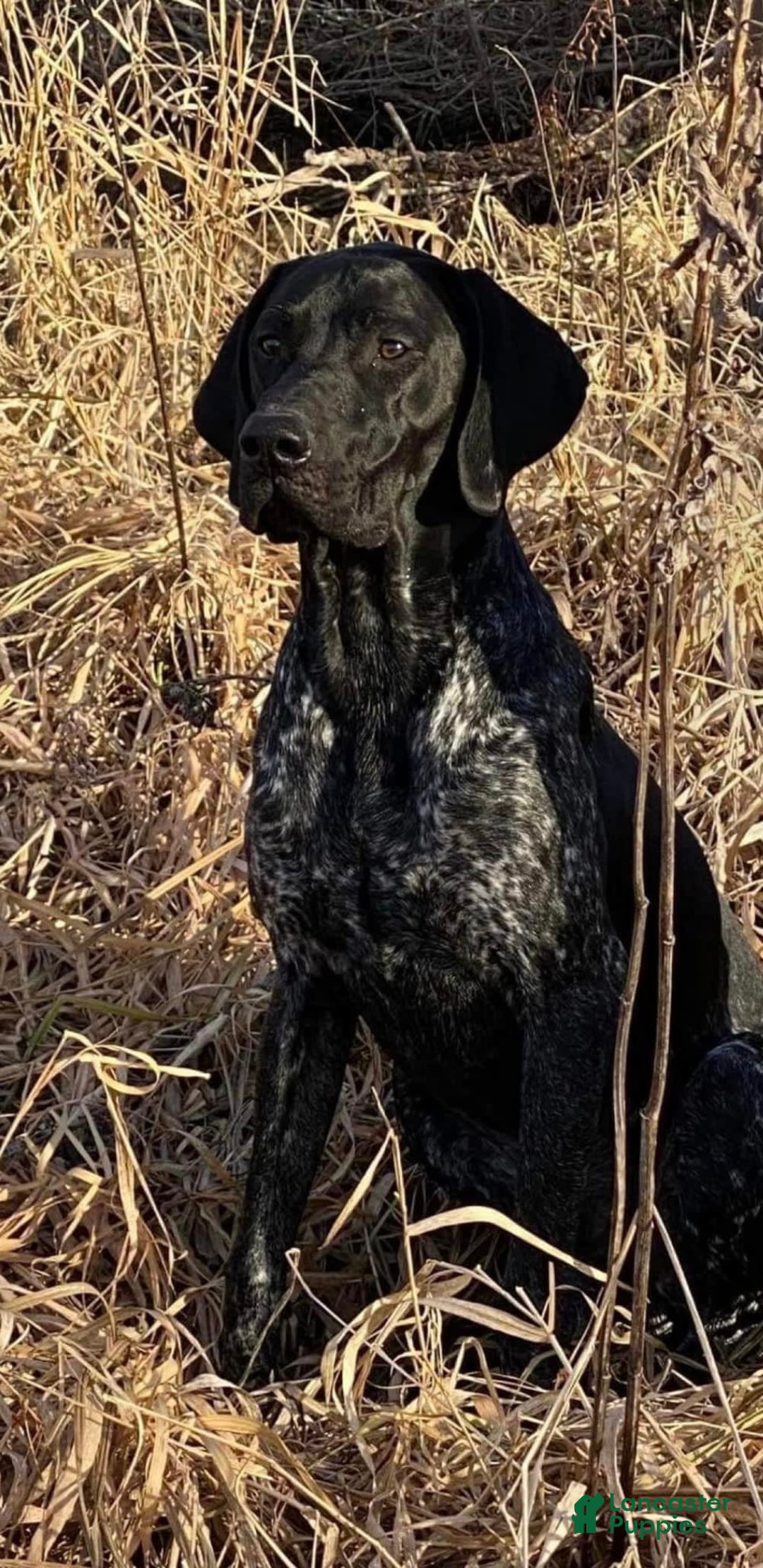 German Shorthaired Pointer dogs for sale: Hunter - Image 10