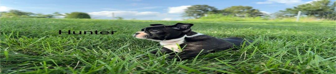 Hunter