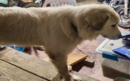 Great Pyrenees dogs for sale: Whiskey - Image 2