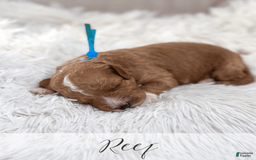 Mini Goldendoodle dogs for sale: Reef - Image 11