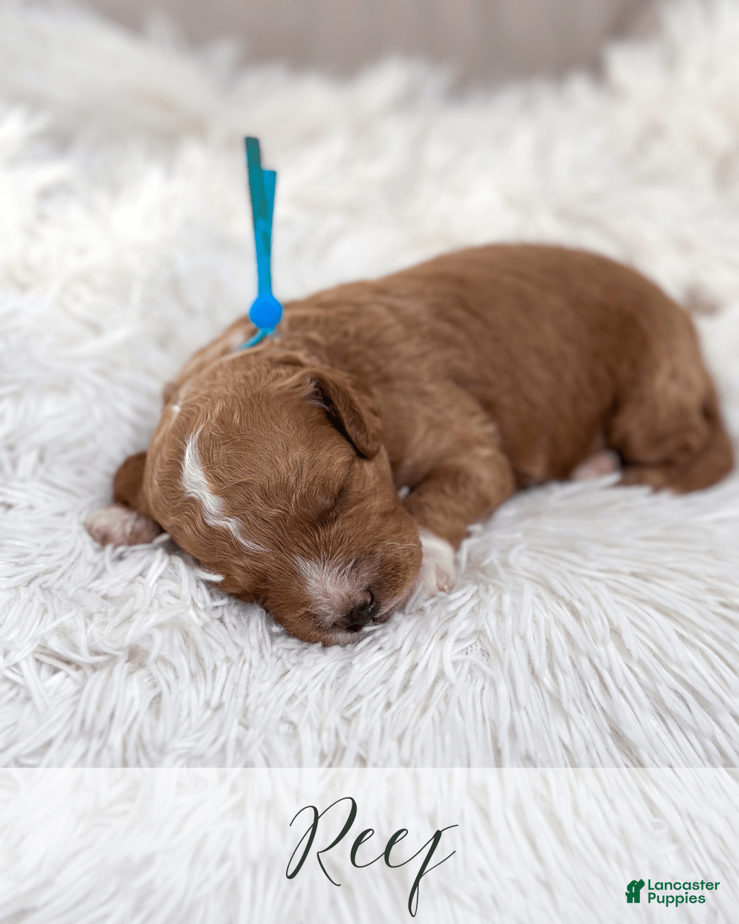Mini Goldendoodle dogs for sale: Reef - Image 11
