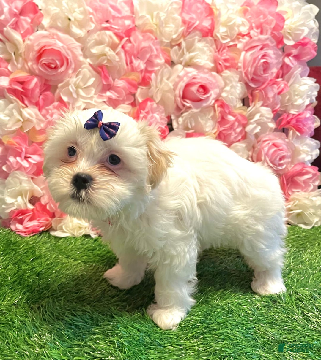 Shih Tzu dogs for sale: Ash - Image 5