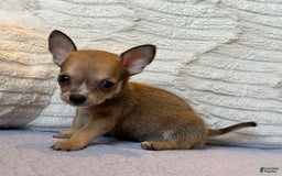 Chihuahua dogs for sale: Sergeant - Image 8