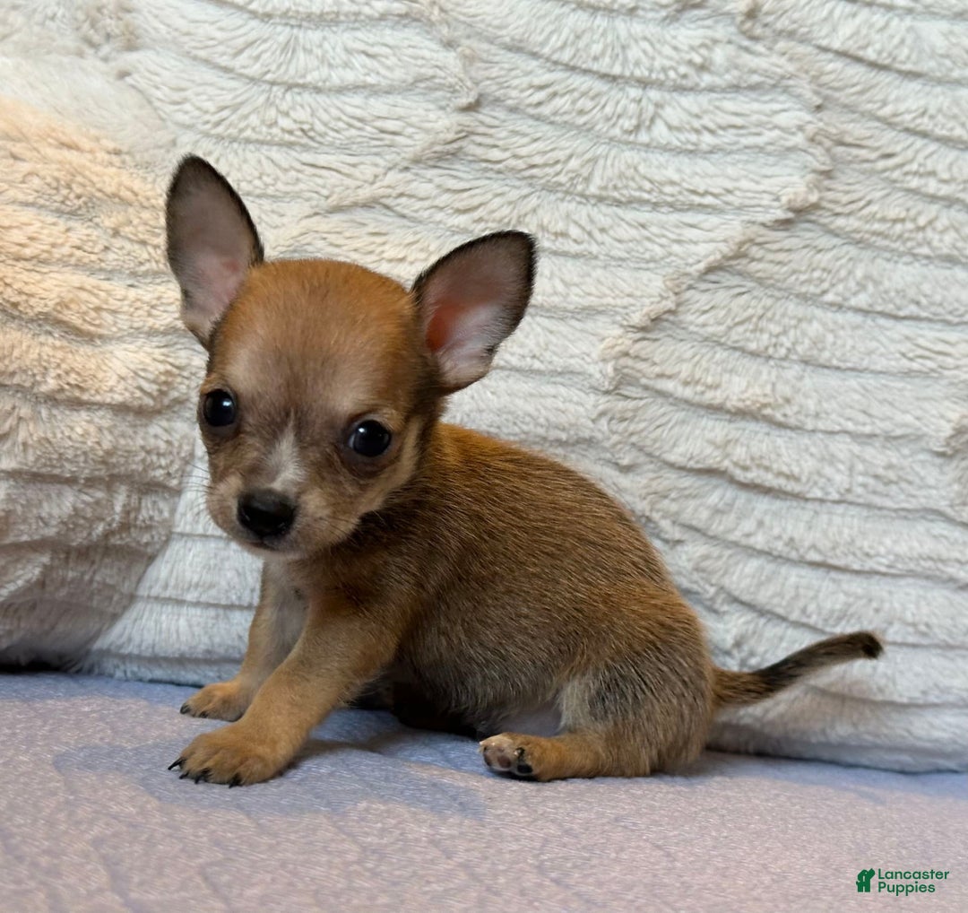 Chihuahua dogs for sale: Sergeant - Image 8