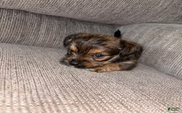 Morkie dogs for sale: Mocha - Image 2