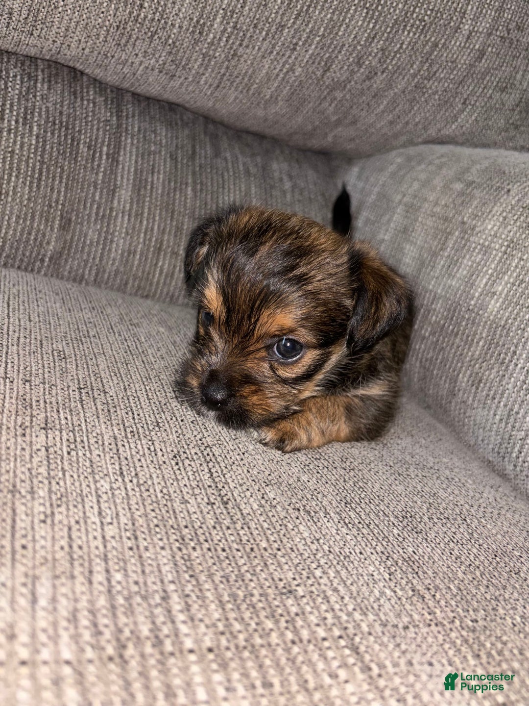 Morkie dogs for sale: Mocha - Image 2