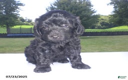 Yorkiepoo dogs for sale: Manny - Image 5