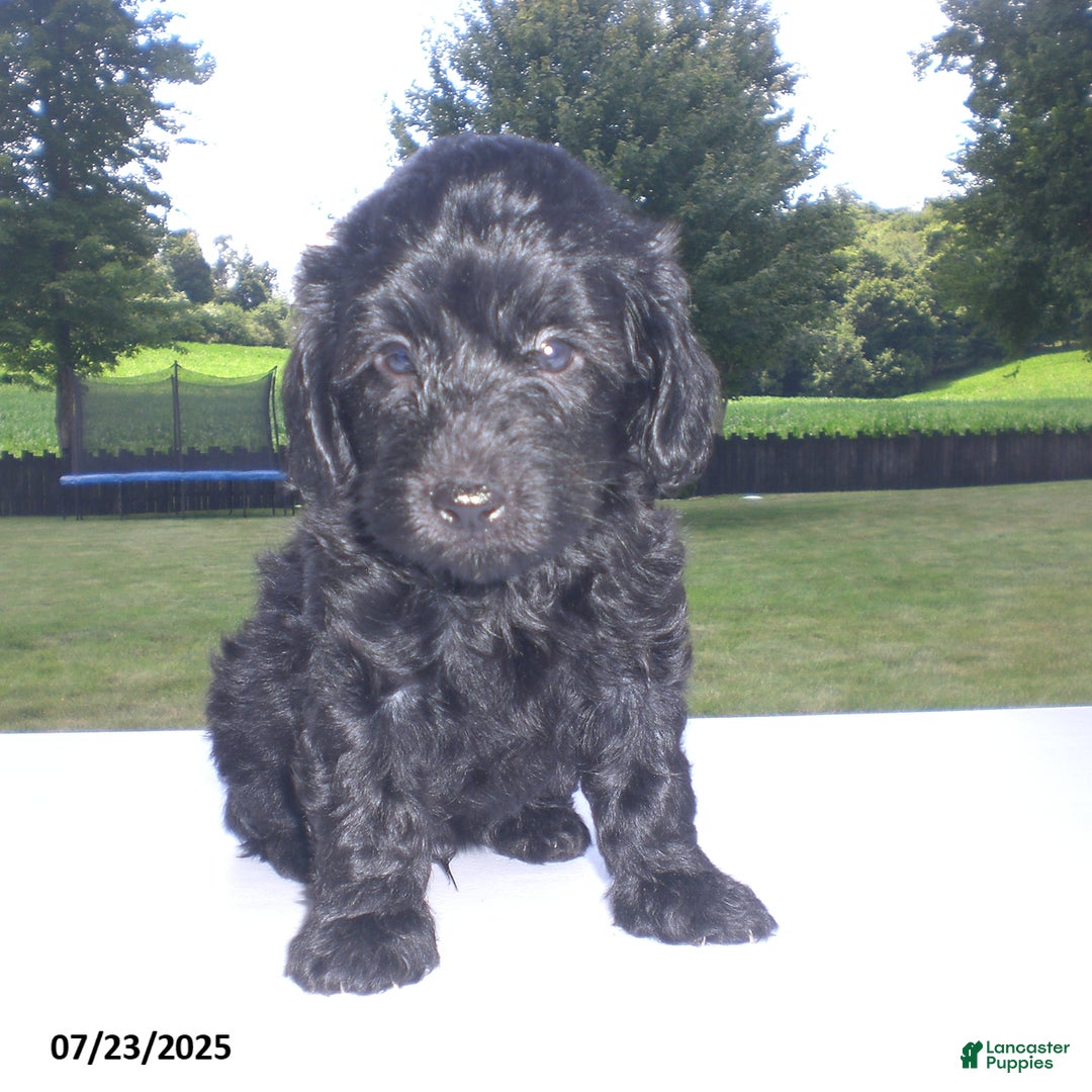 Yorkiepoo dogs for sale: Manny - Image 5