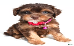 Cavapoo dogs for sale: Blossom - Image 7