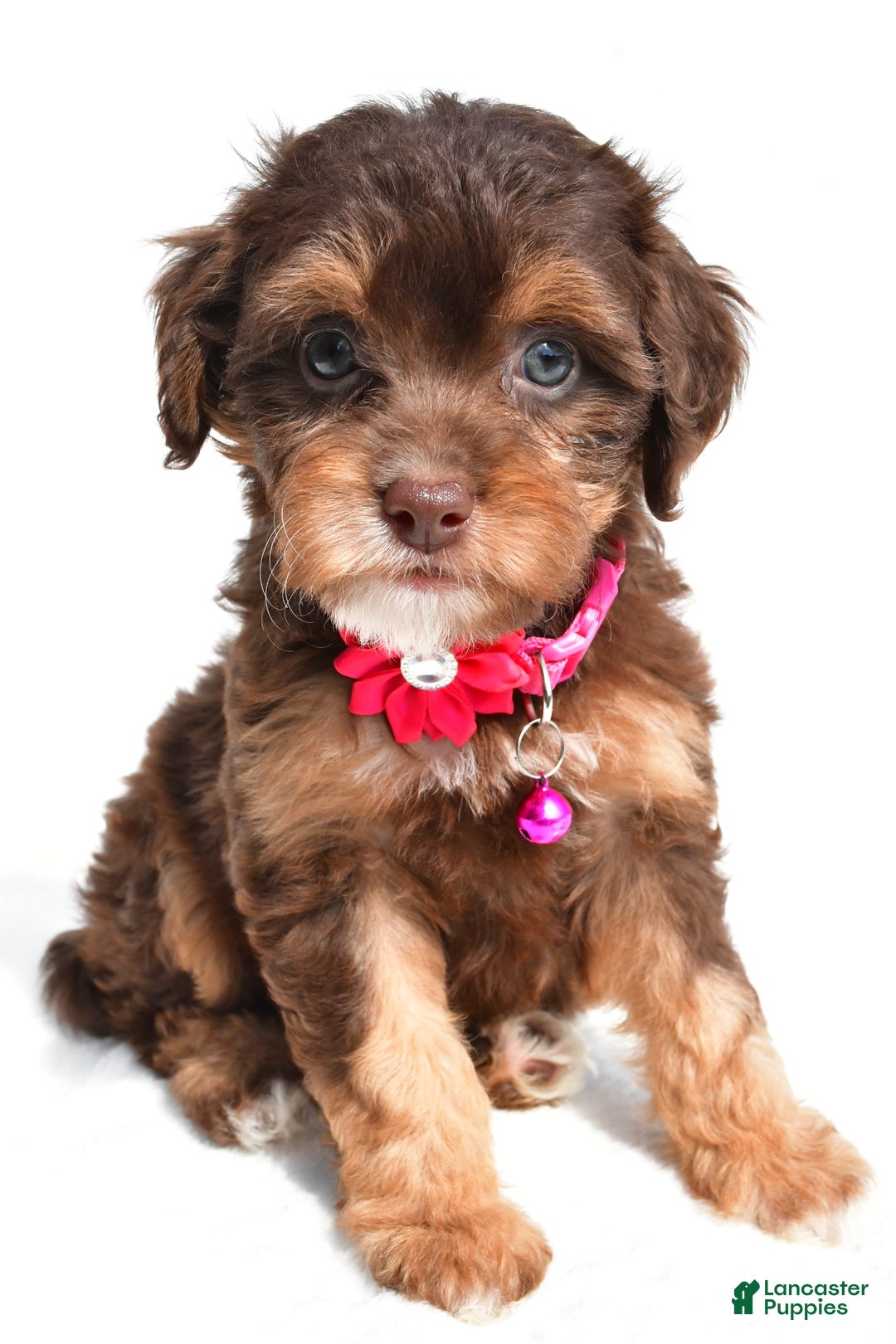 Cavapoo dogs for sale: Blossom - Image 7