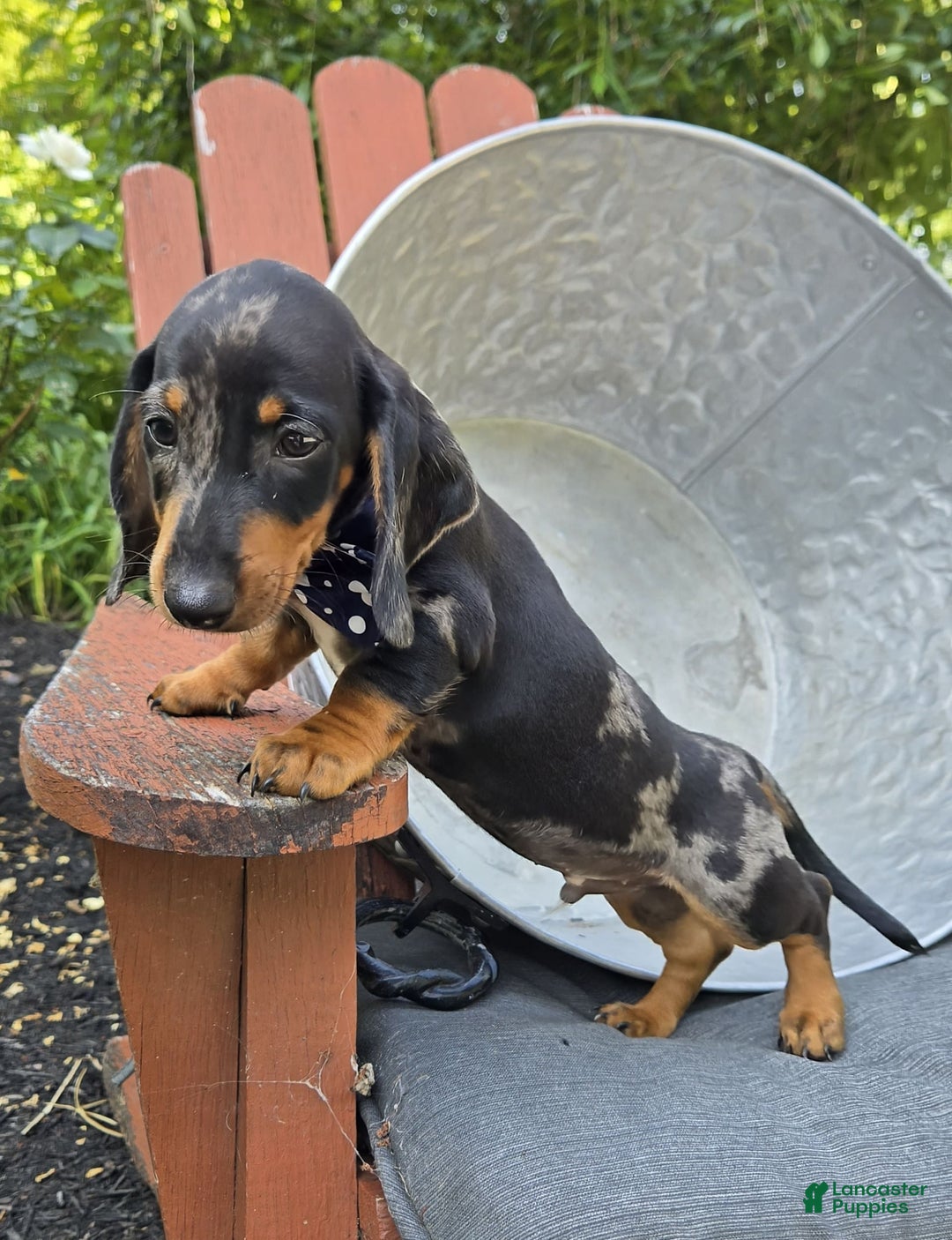 Miniature Dachshund dogs for sale: Kody - Image 5