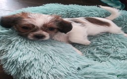 Shorkie dogs for sale: Bell Bell Aka Bella - Image 1