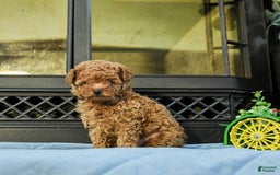 Cavapoo dogs for sale: Teddy - Image 5