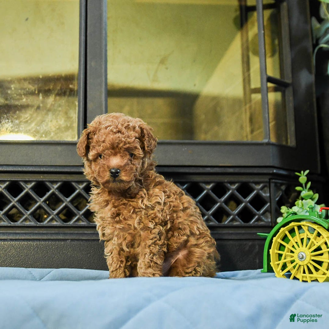 Cavapoo dogs for sale: Teddy - Image 5